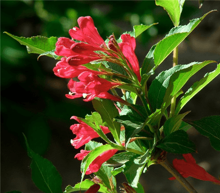 紅王子錦帶開花